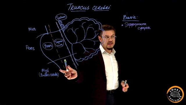 Сегодня на повестке - СТВОЛ мозга (Truncus cerebri).