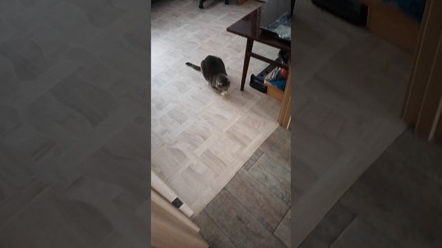кот.