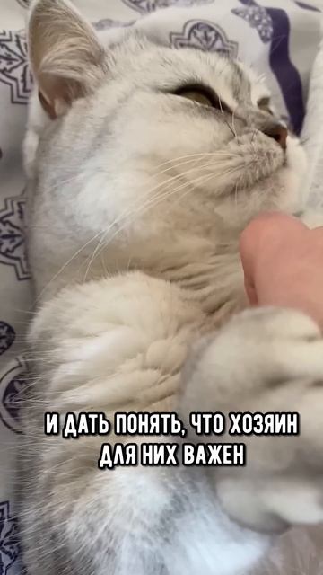 Почему котик сначала лижет руку, а потом ее кусает