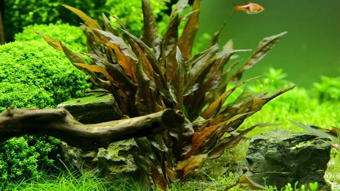 Криптокорина Вендта "Тропика" - Cryptocoryne wendtii "Tropica"