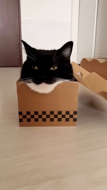 Chill Uni a cat Maxwell