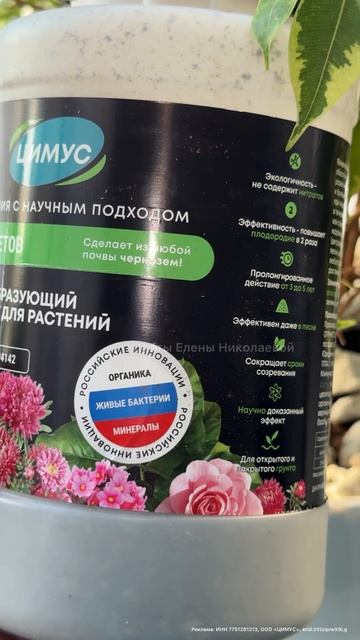 РЕАНИМАЦИЯ ФИКУСА!