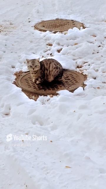 "Значит мы не пара?...😿