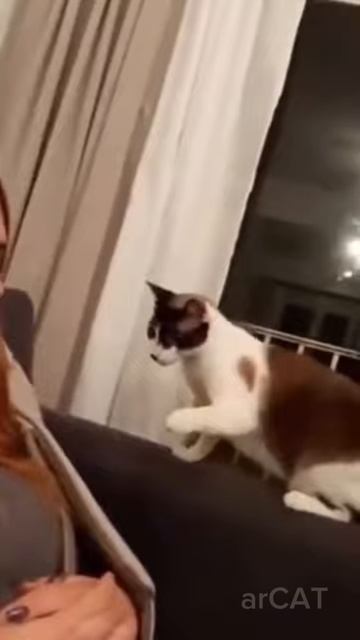 Funny animals😂 #3