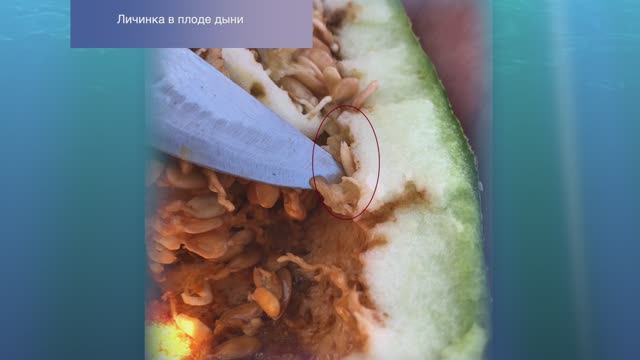 Идентификация личинки дынной мухи Myiopardalis pardalina