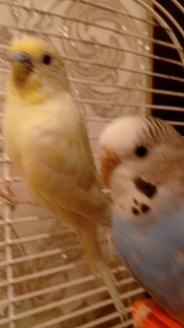 Кеша и Даша 🦜