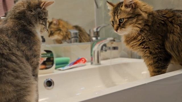 КотоЖизнь!