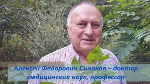 Доктор Синяков: чернобыльник и онкология