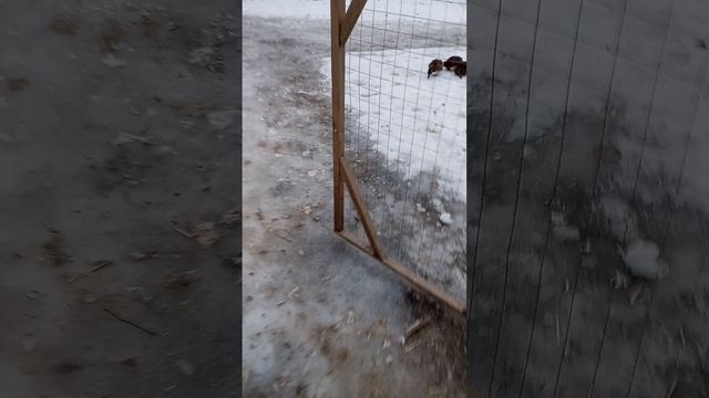 Столовая для гусей