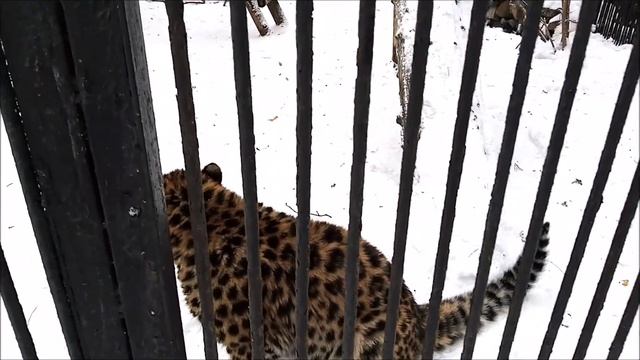 Дальневосточные леопарды. Малышка Хлоя и мама Хиллари 22.01.2025