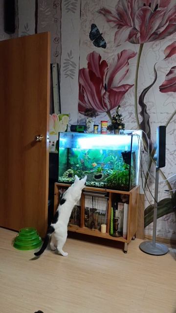 Котик Мишка ищет свой дом