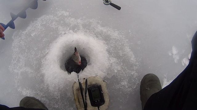 окунь второй выезд на ладогу