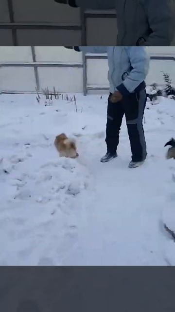 Шпицинка гуляет с подружкой ))