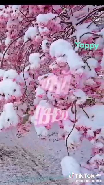 yappy_download_1a464ce9d6534d65a93916e92194976f (1)