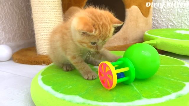 The cutest ginger adopted kitten washes her face and goes to sleep