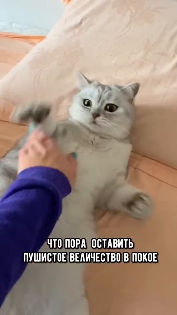 Почему кот включает режим каратиста 🙀
