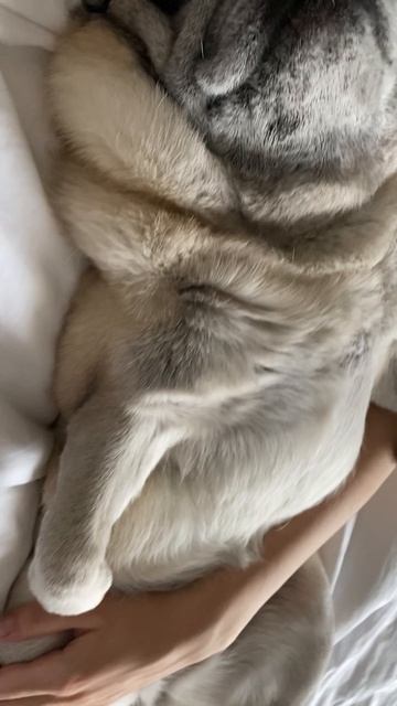 Buba_мопс_25г.01.24
