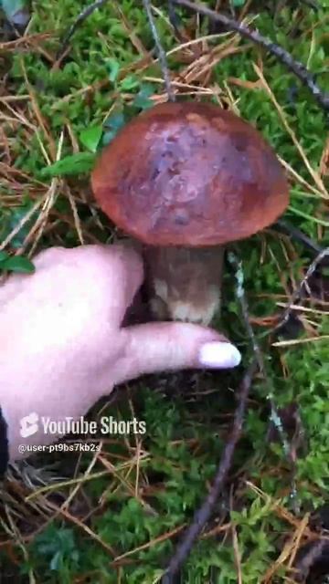 Как изменился цвет#Как изменился цвет #sorts #лес #forest