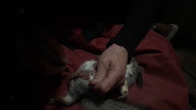 обдираем борзую белку #охота