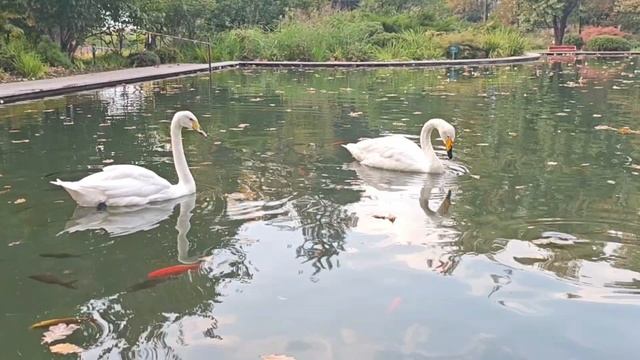 38.03 Ботанический сад Алматы.mp4