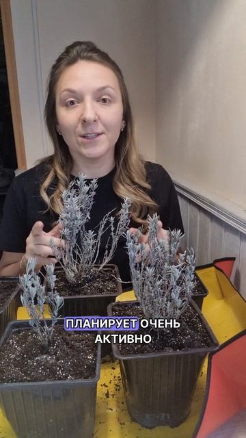 ЛАВАНДА В ГОРШКАХ, для последующей пересадки в сад! #цветы #дача