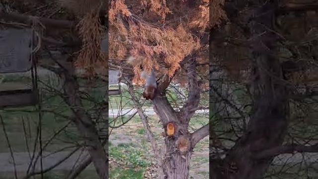 Ручная белочка в парке.
