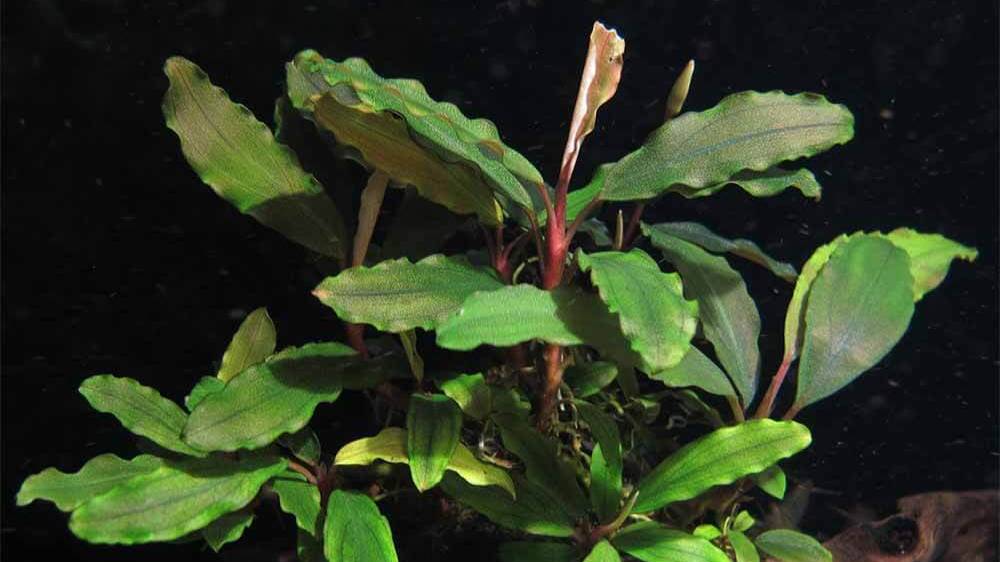 Буцефаландра "Купер Лиф Мелави" - Bucephalandra sp. "Copper Leaf Melawi"