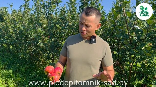 Яблоня КРАСА СВЕРДЛОВСКА. Морозоустойчивый сорт, который подходит для регионов с холодными зимами.