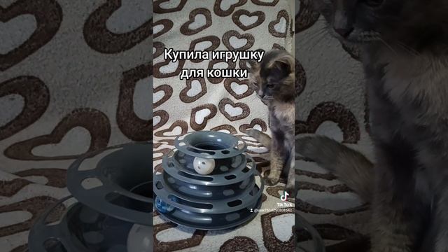 Купила кошке игрушку