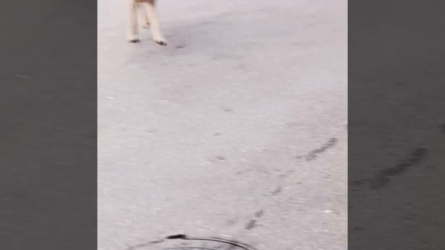собака
