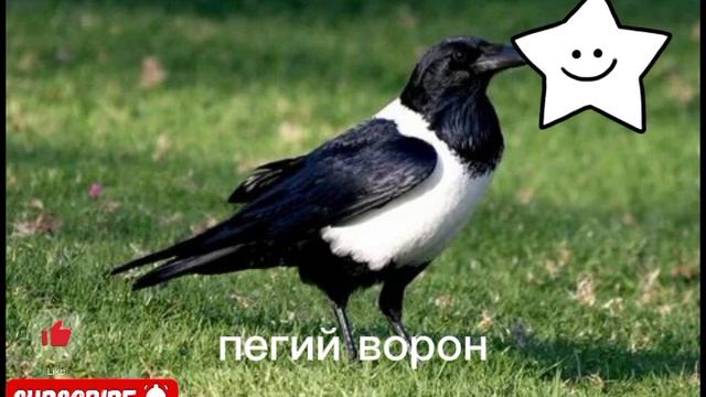 виды ворон 2ч