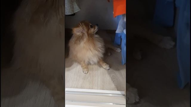 Однокомнатная квартирка для шпица