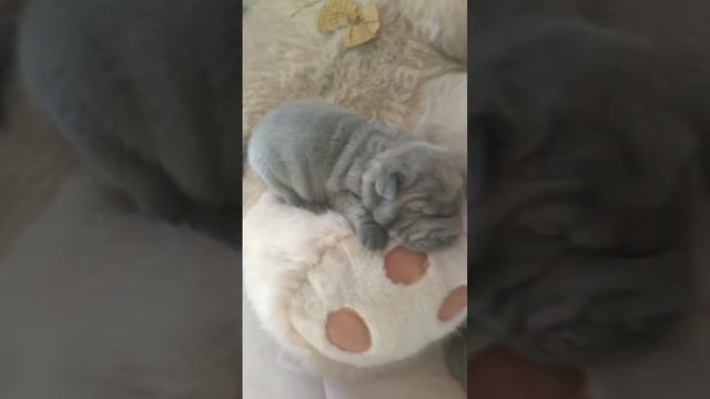 Новогоднее  знакомство  Шар-Пей мальчишек