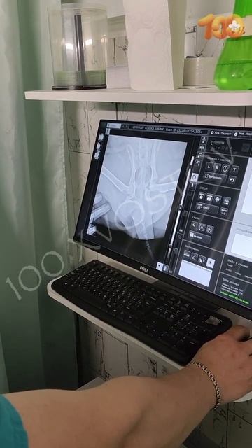 Бобрик на обследовании. Альфа-Банк , ВТБ:+79105960940 (СБП)Руководитель Николай Андреевич Ц.