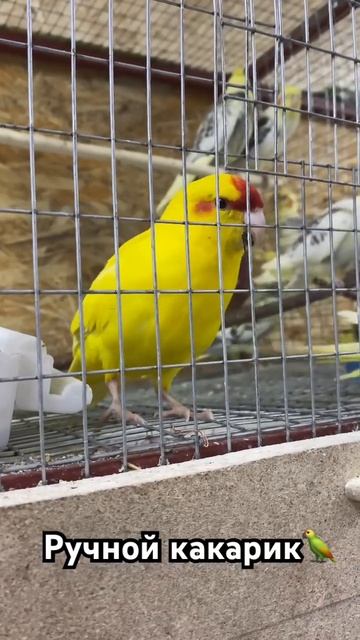 Маленький ручной какарик #попугаи #зоомагазин #зоомагазинворле #милота #смешныевидео #shorts