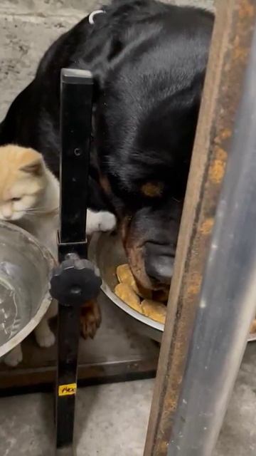 Котенок пытается отобрать еду у большой собаки.Еще больше видео и фотоконтента на сайте oyta.ru #...