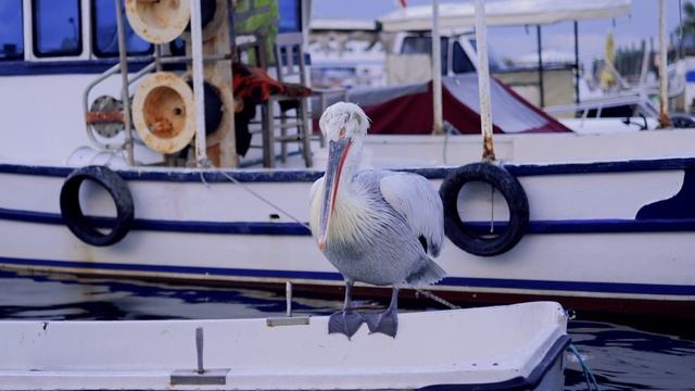 19909090-uhd_3840_2160_25fps