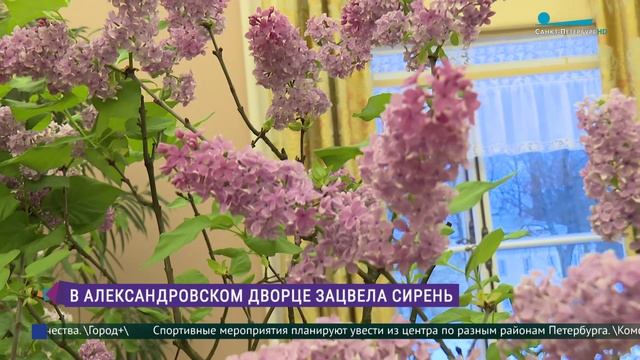 Сирень в залах Александровского дворца