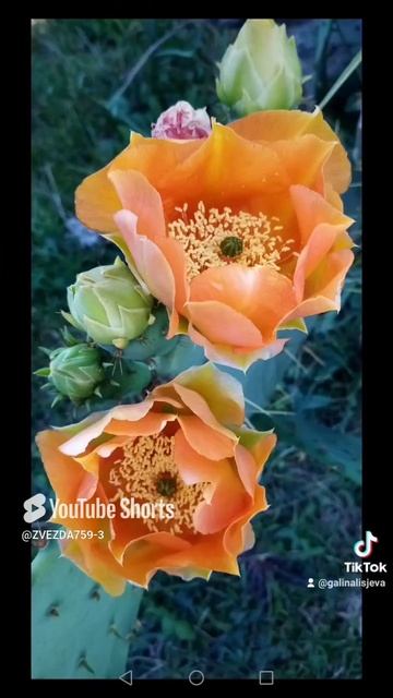 КРАСОТА АБХАЗИИ