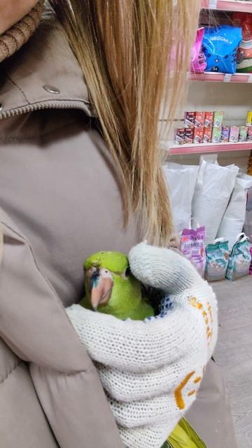 Малыш ожереловый попугай поранил клюв об сетку вольера часть 1 #shortvideo #зоомагазин #выкормыш