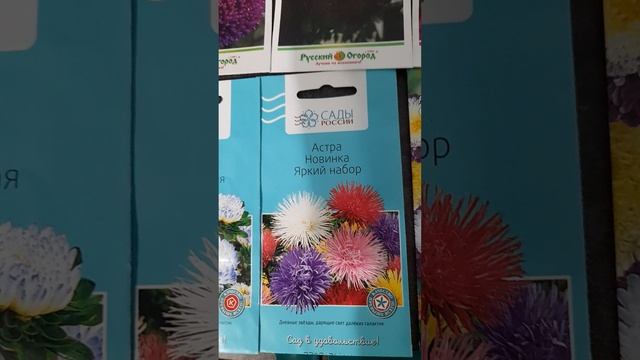 Семена восхитительных астр.