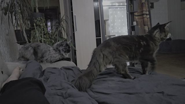 Кот почуял неладное 😄