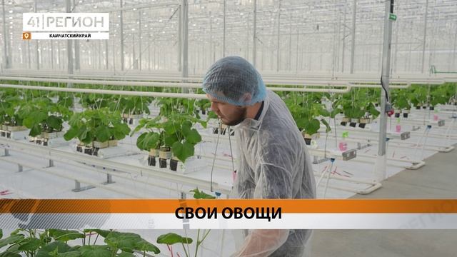 ПЕРВАЯ ПАРТИЯ МЕСТНЫХ ОГУРЦОВ ПОЯВИТСЯ НА ПРИЛАВКАХ КАМЧАТКИ К КОНЦУ ЗИМЫ • НОВОСТИ КАМЧАТКИ