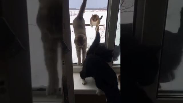 смешные котики