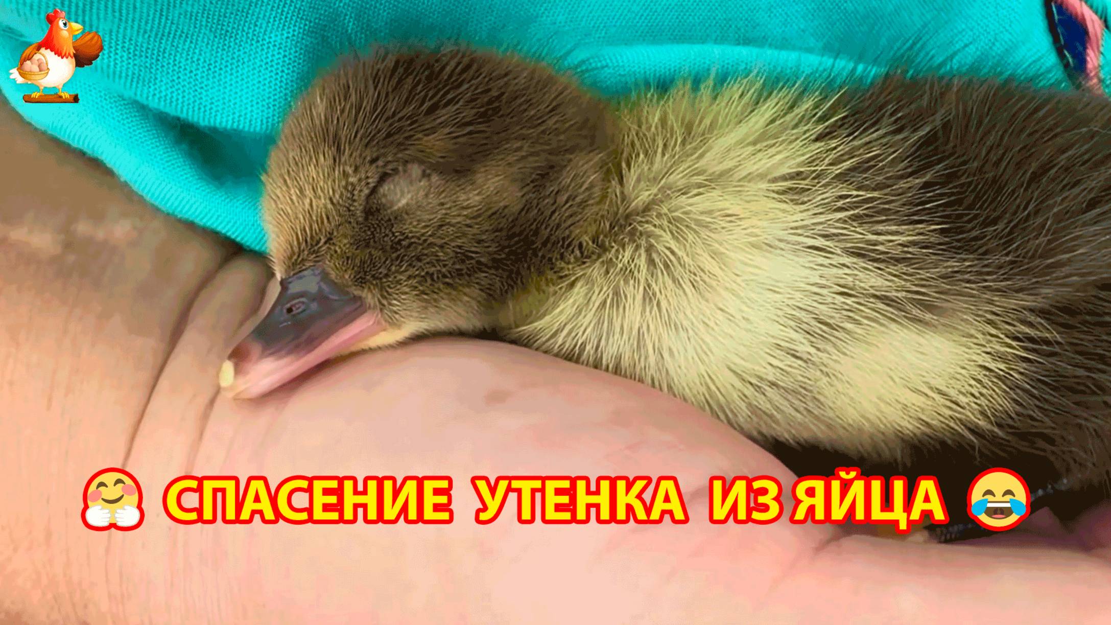 Спасение засохшего утенка, знакомство с семьей и первое купание малыша 🤗 Добрые руки хозяйки ❣️