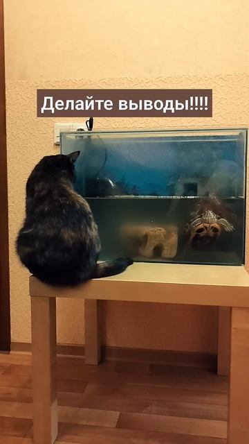 Вывод.?!