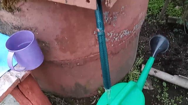 Обробіток полуниці весною. Захист і підживлення / Processing of strawberries in the spring.