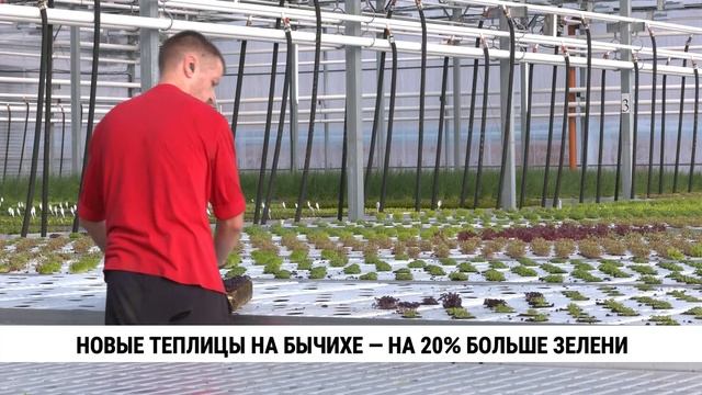 Новые теплицы на Бычихе — на 20% больше зелени