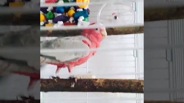 Cockatoo Galah screaming and dancing