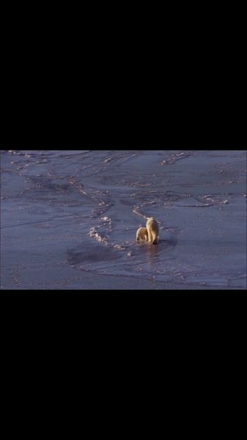 Polar bears on ice